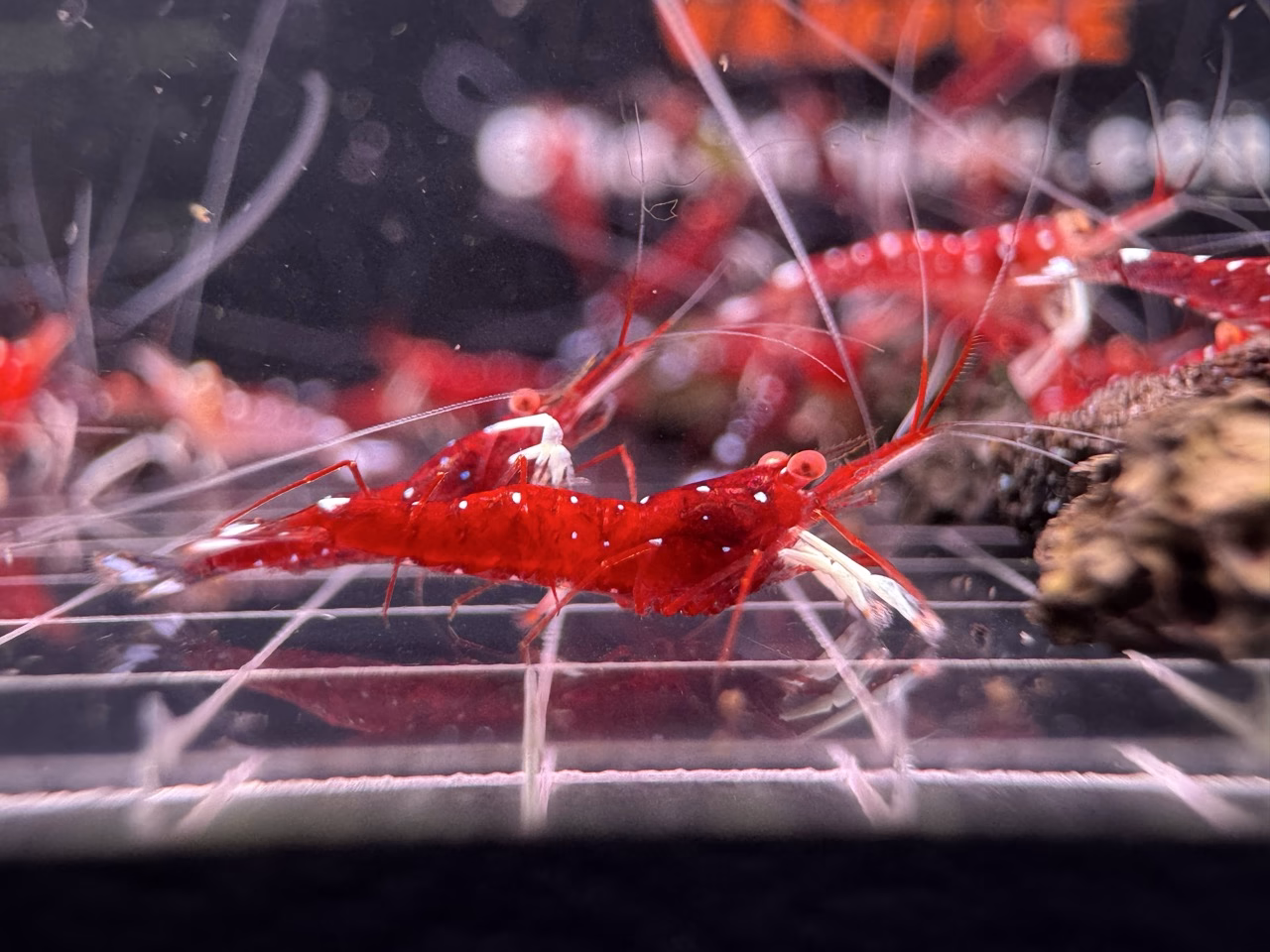 White Socks Orange Eyes – Sulawesi – Caridina Dennerli OE – Chân Trắng Mắt Cam - Ảnh 10