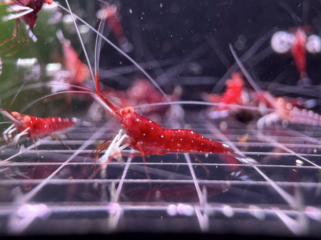 White Socks Orange Eyes – Sulawesi – Caridina Dennerli OE – Chân Trắng Mắt Cam - Ảnh 9