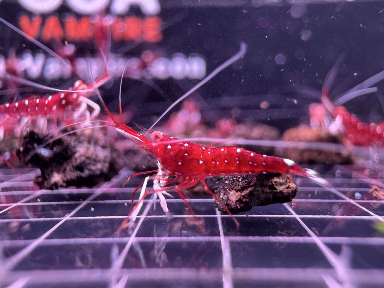 White Socks Orange Eyes – Sulawesi – Caridina Dennerli OE – Chân Trắng Mắt Cam - Ảnh 7