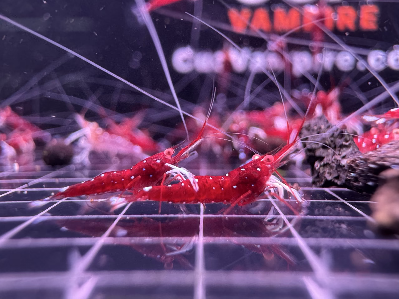 White Socks Orange Eyes – Sulawesi – Caridina Dennerli OE – Chân Trắng Mắt Cam - Ảnh 6