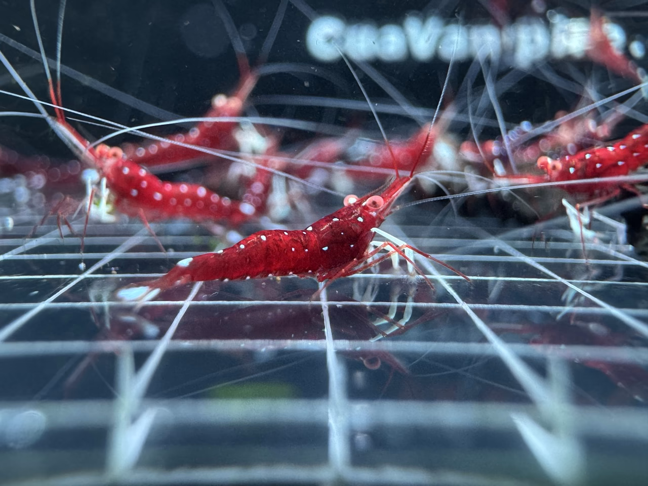 White Socks Orange Eyes – Sulawesi – Caridina Dennerli OE – Chân Trắng Mắt Cam - Ảnh 5