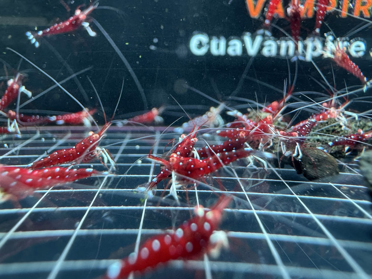 White Socks Orange Eyes – Sulawesi – Caridina Dennerli OE – Chân Trắng Mắt Cam - Ảnh 4