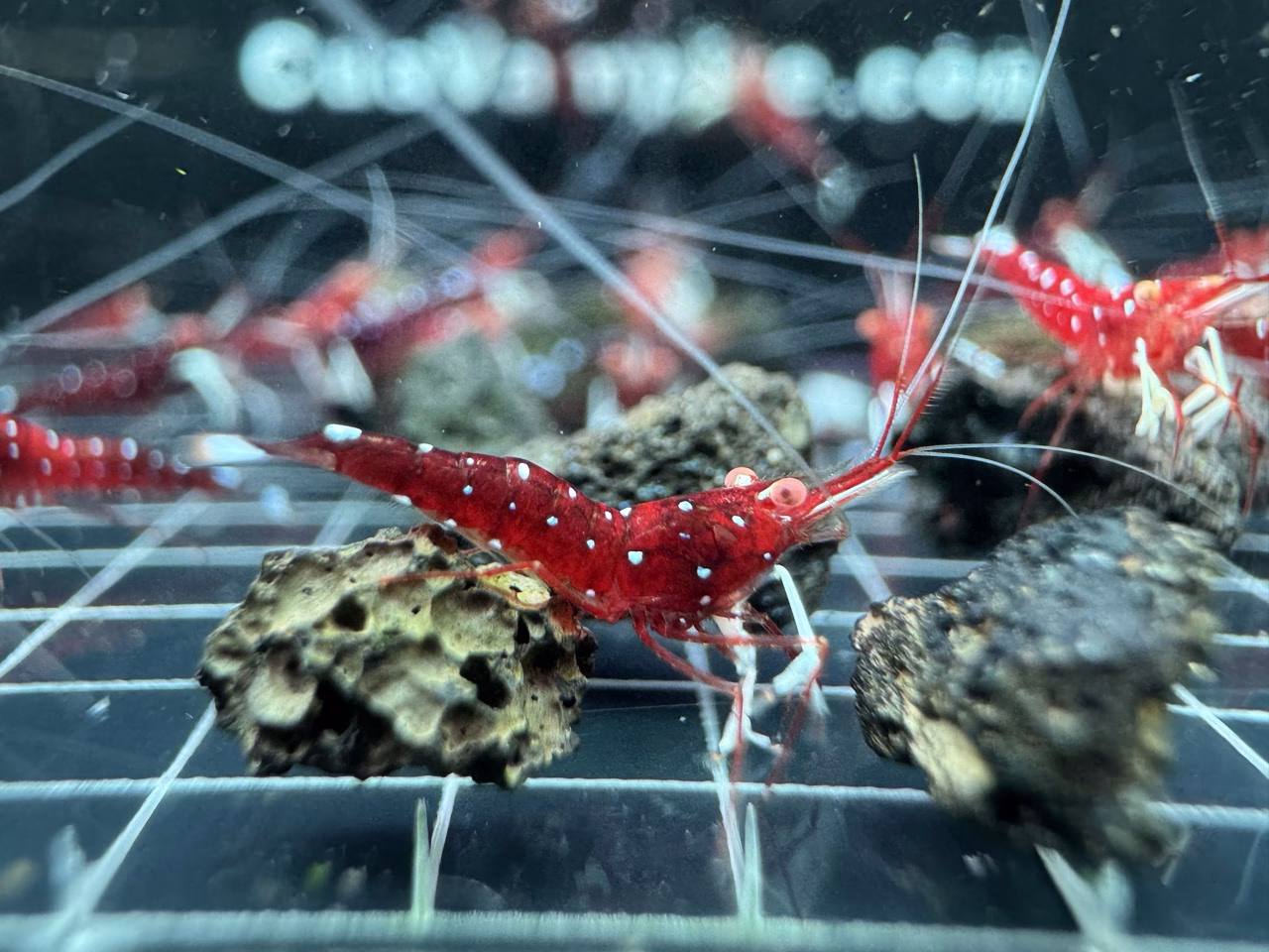 White Socks – Sulawesi – Caridina Dennerli – Chân Trắng