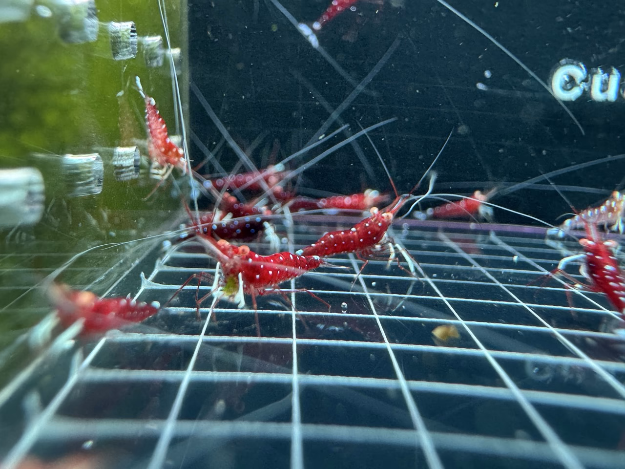 White Socks Orange Eyes – Sulawesi – Caridina Dennerli OE – Chân Trắng Mắt Cam - Ảnh 3