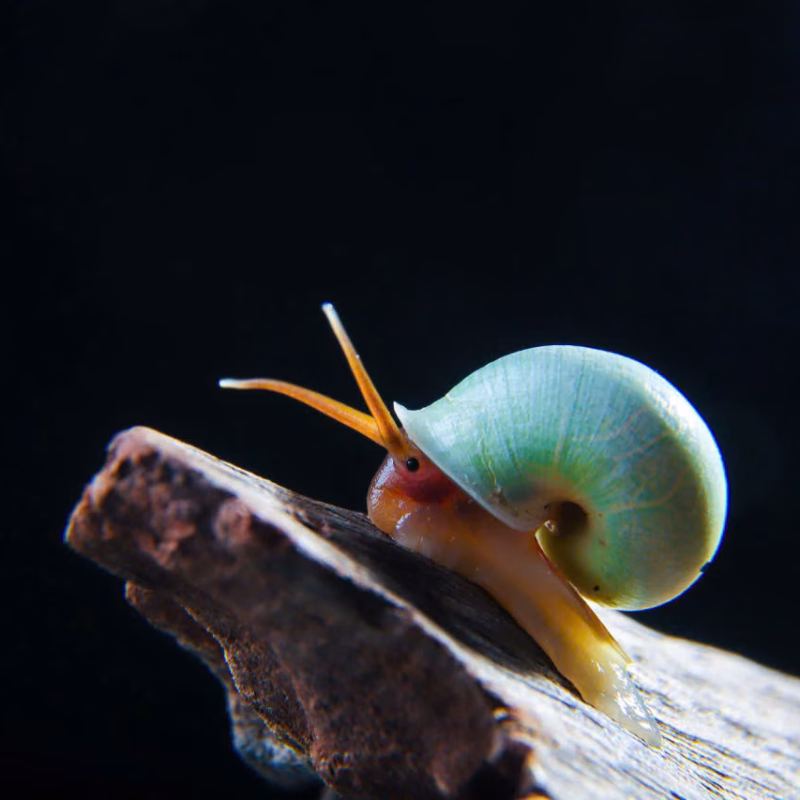 Ốc sên Leptopoma Nitidum - Dòng sưu tầm - Japan