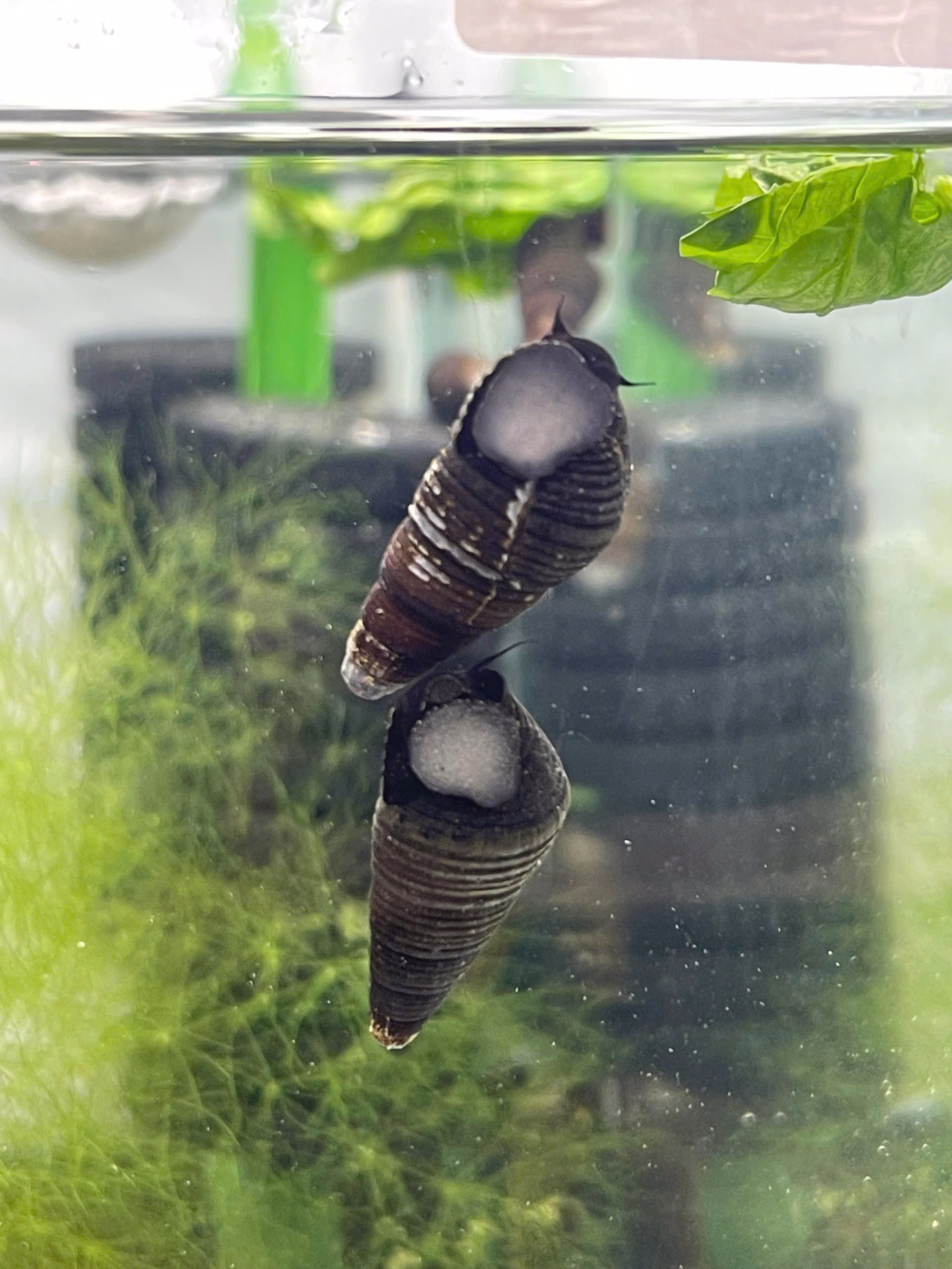 Ốc Sula Black Dov – Black Dov Sula Snail - Ảnh 2