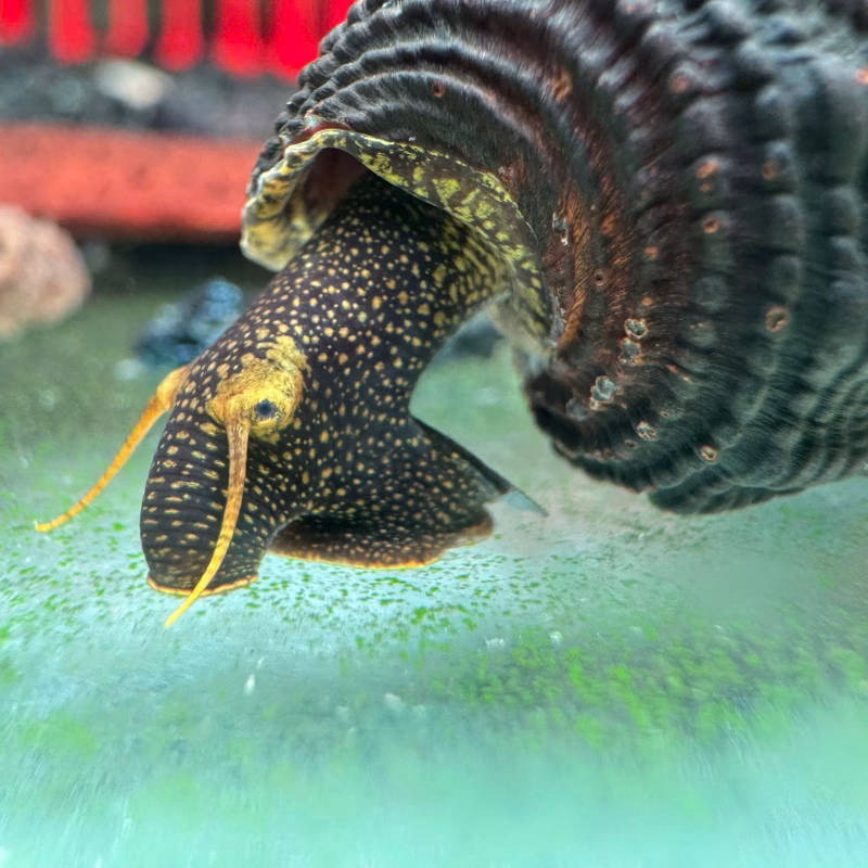 Ốc Sula Yellow Antenna – Yellow Antenna Sula Snail– Yellow Antenna Rabbit Snail