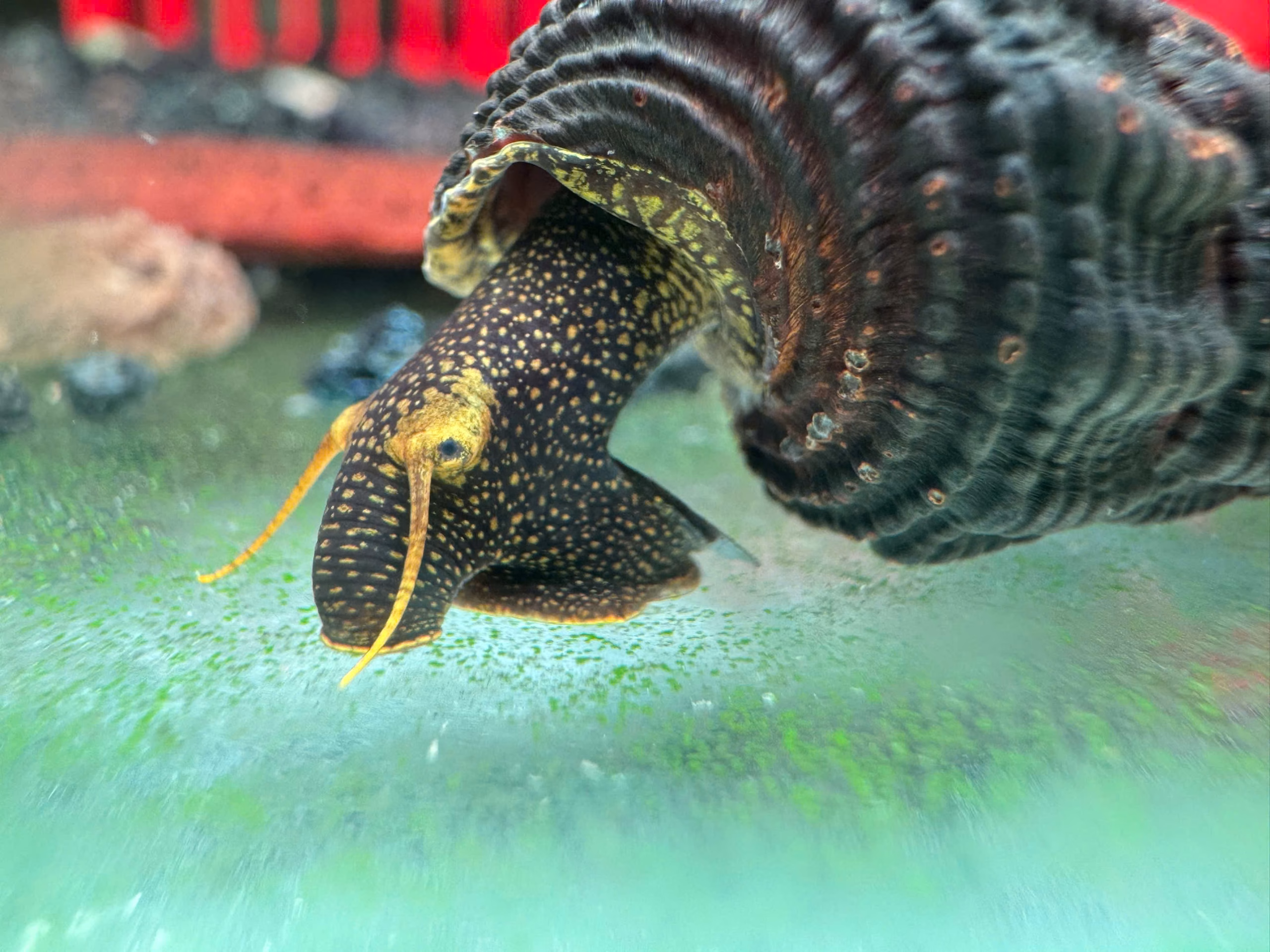 Ốc Sula Yellow Antenna – Yellow Antenna Sula Snail– Yellow Antenna Rabbit Snail