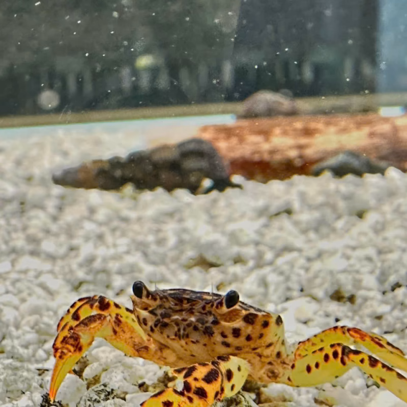 Cua Báo - Panther Crabs - Thuỷ sinh