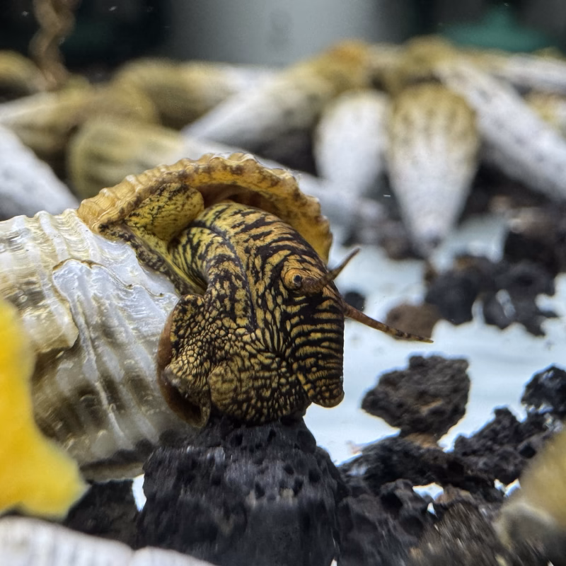 Ốc Sula Marwoto – Marwoto Sula Snail– Marwoto Rabbit Snail