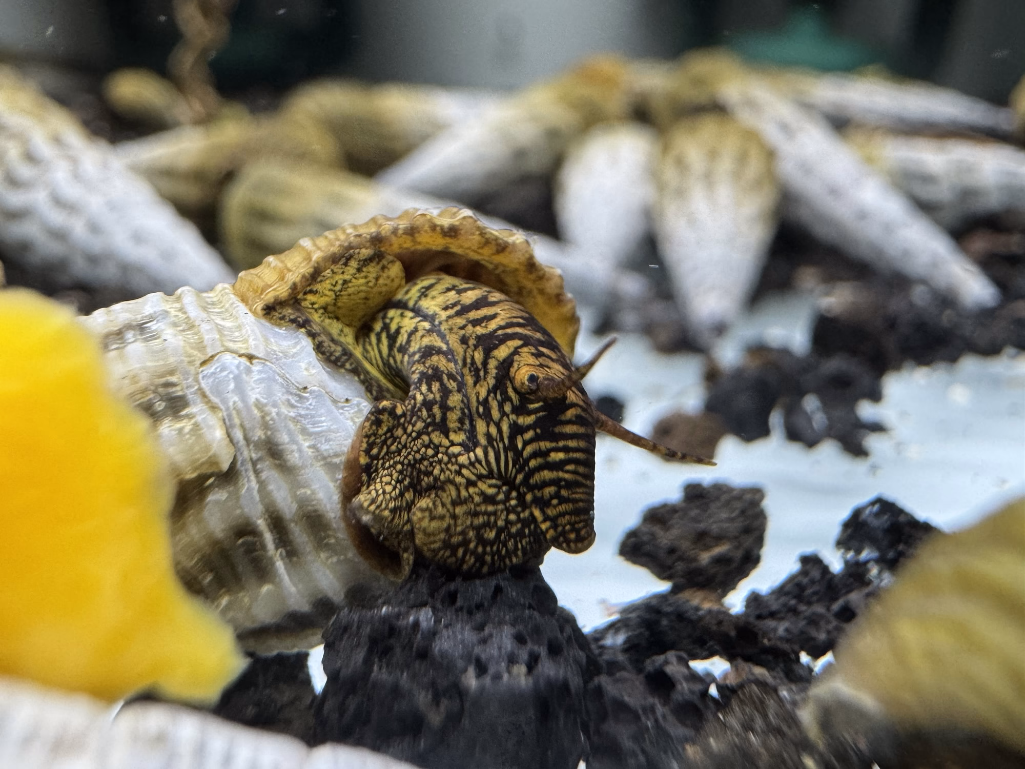 Ốc Sula Marwoto – Marwoto Sula Snail– Marwoto Rabbit Snail