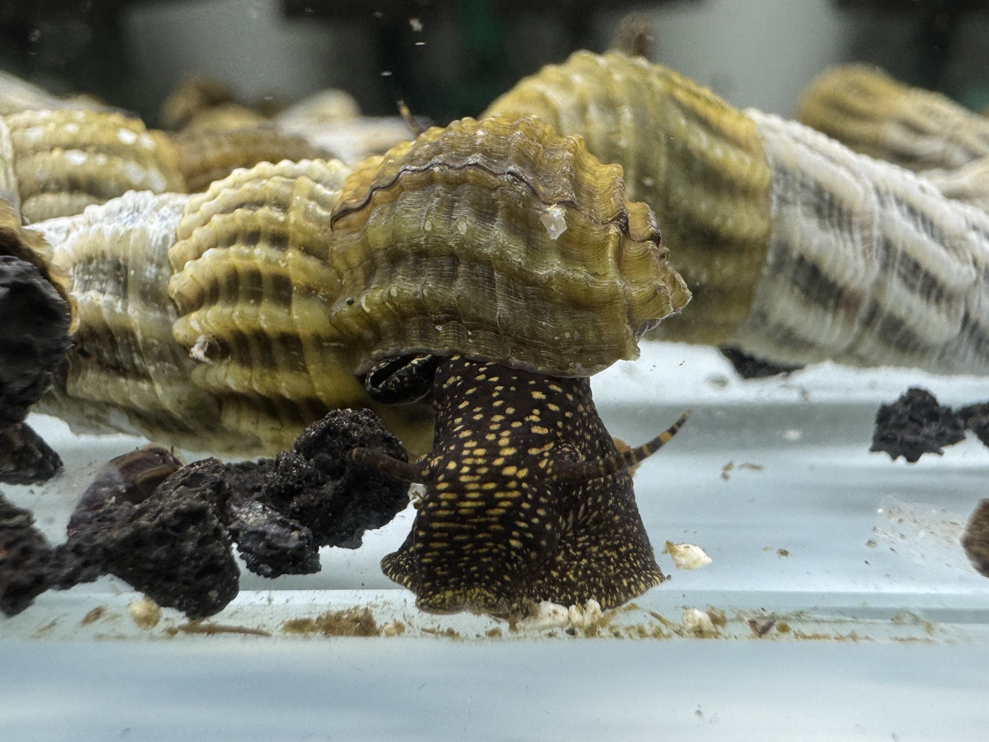 Ốc Sula Marwoto – Marwoto Sula Snail– Marwoto Rabbit Snail - Ảnh 3