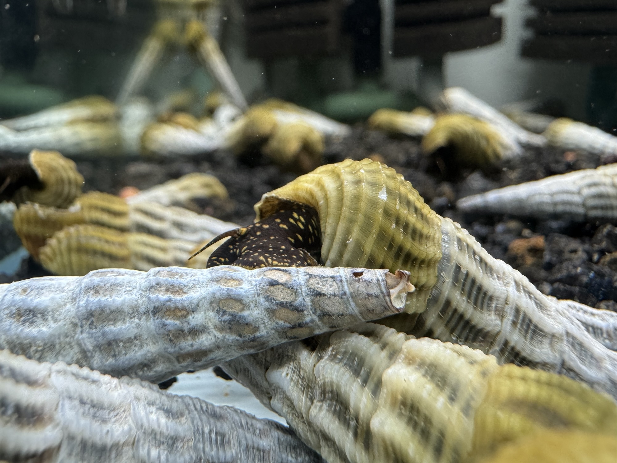 Ốc Sula Marwoto – Marwoto Sula Snail– Marwoto Rabbit Snail - Ảnh 2