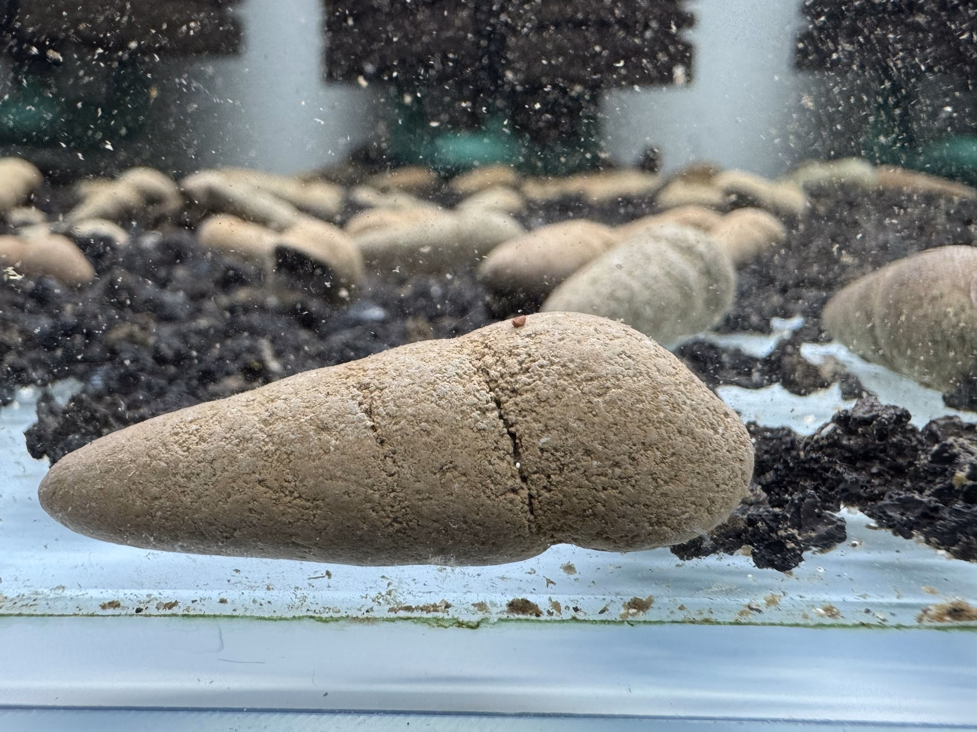 Ốc Sula Chocolate – Chocolate Striped Sula Snail– Chocolate Striped Rabbit Snail - Ảnh 3