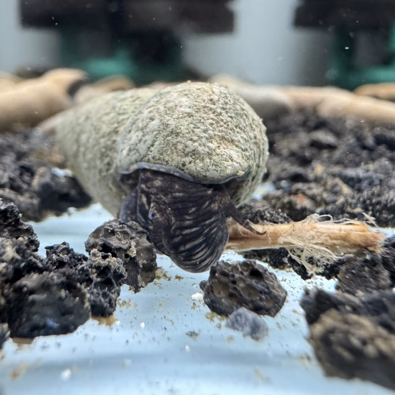 Ốc Sula Chocolate – Chocolate Striped Sula Snail– Chocolate Striped Rabbit Snail