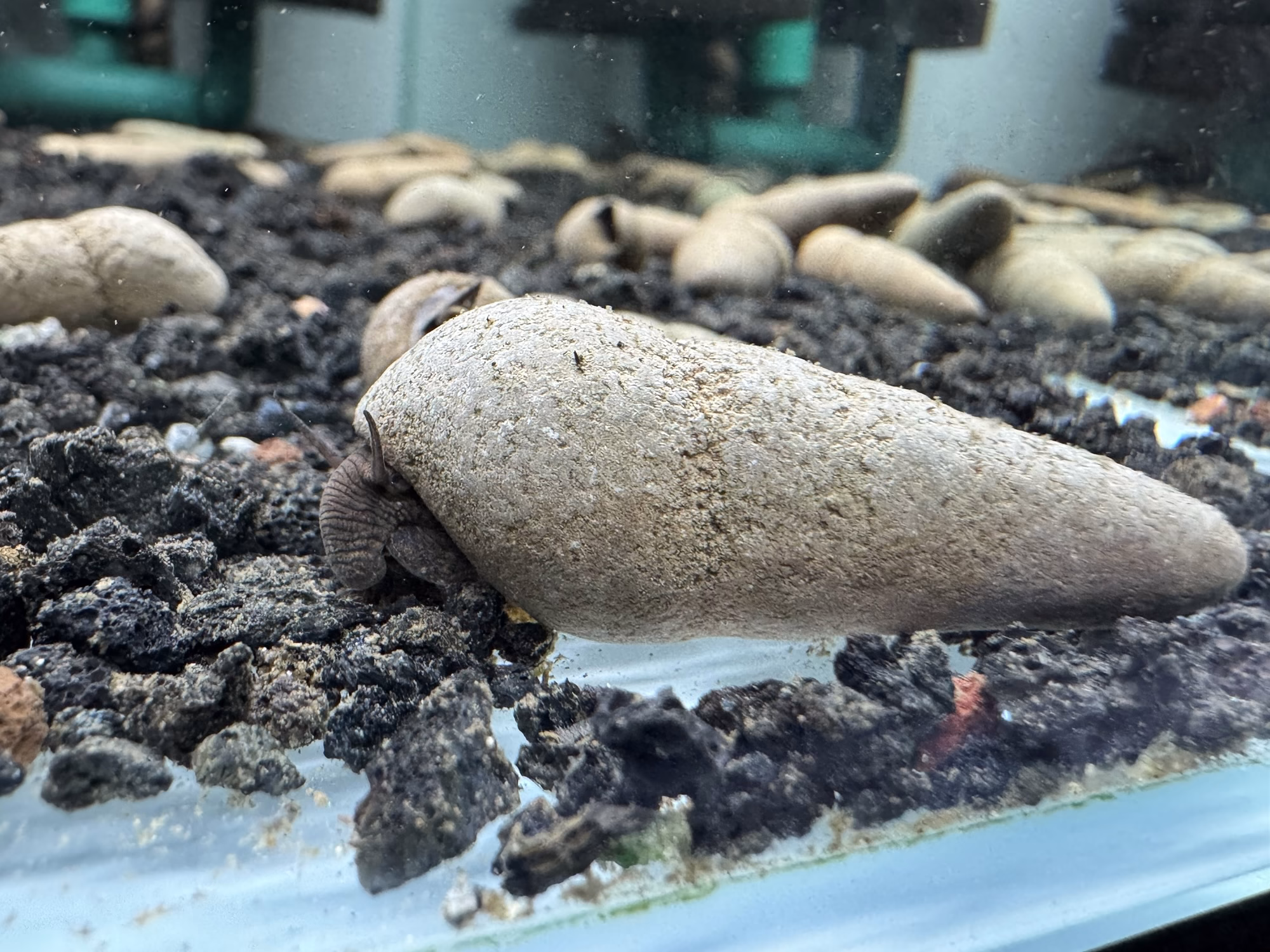 Ốc Sula Chocolate – Chocolate Striped Sula Snail– Chocolate Striped Rabbit Snail - Ảnh 2