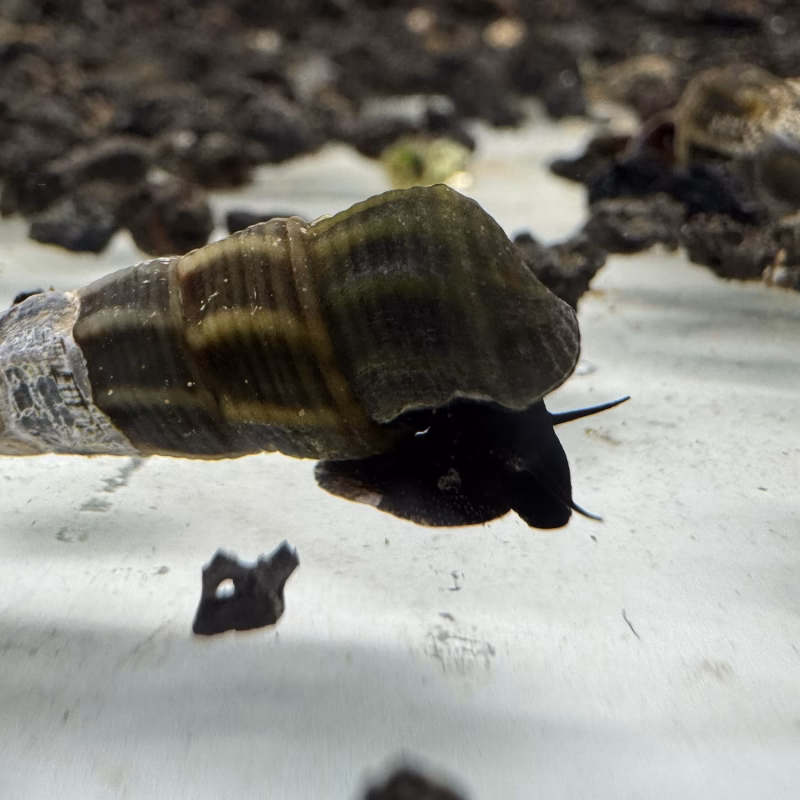 Ốc Sula Black Tominanga – Black Tominanga Sula Snail – Black Tominanga Rabbit Snail
