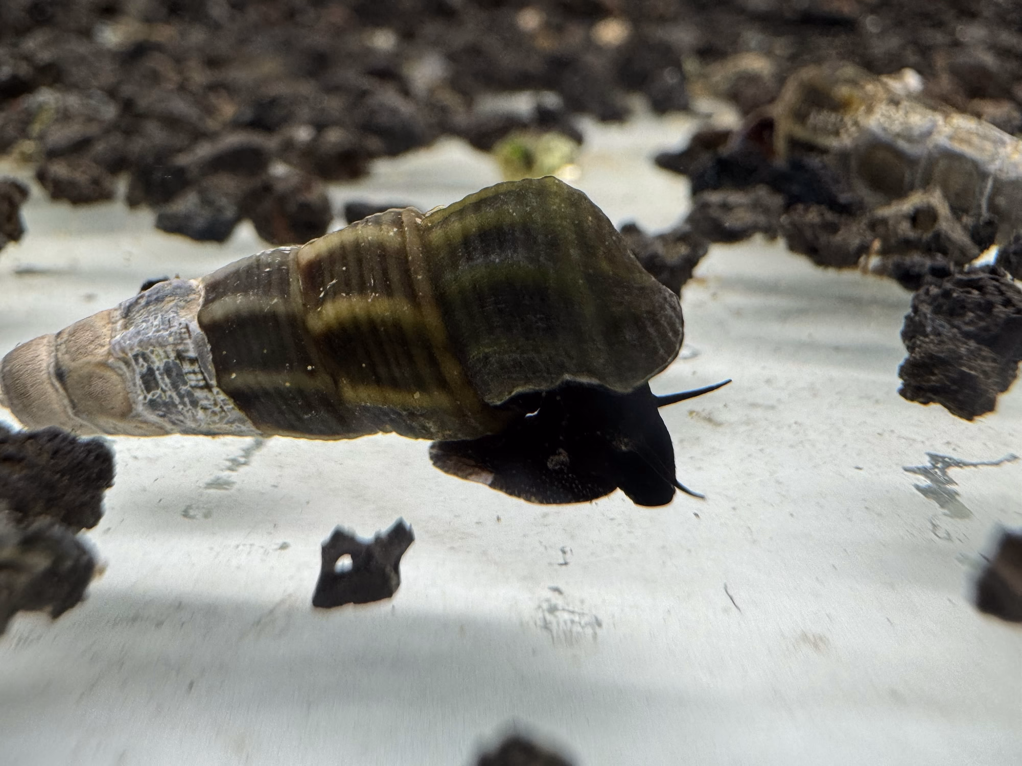 Ốc Sula Black Tominanga – Black Tominanga Sula Snail – Black Tominanga Rabbit Snail