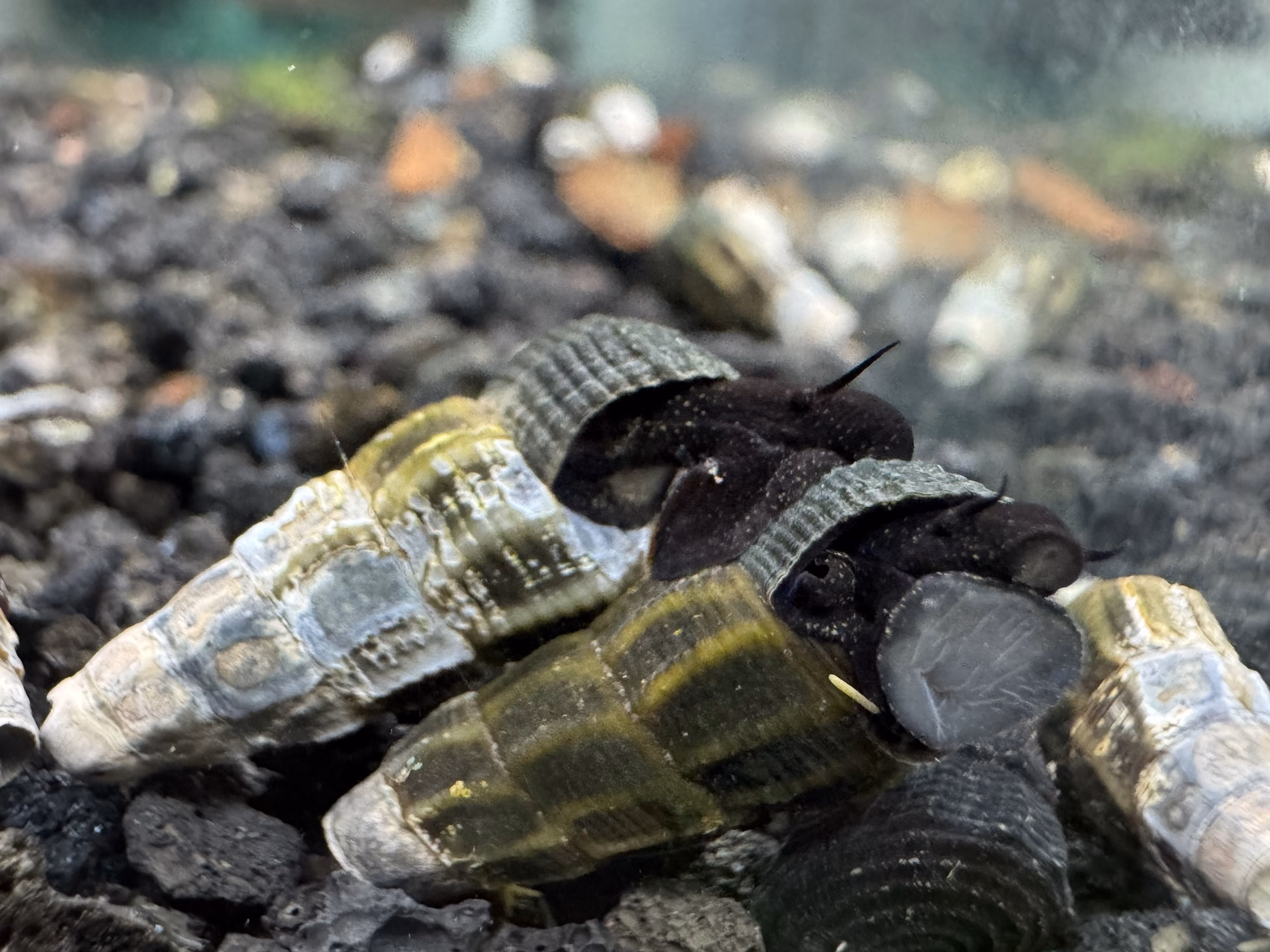 Ốc Sula Black Tominanga – Black Tominanga Sula Snail – Black Tominanga Rabbit Snail - Ảnh 3