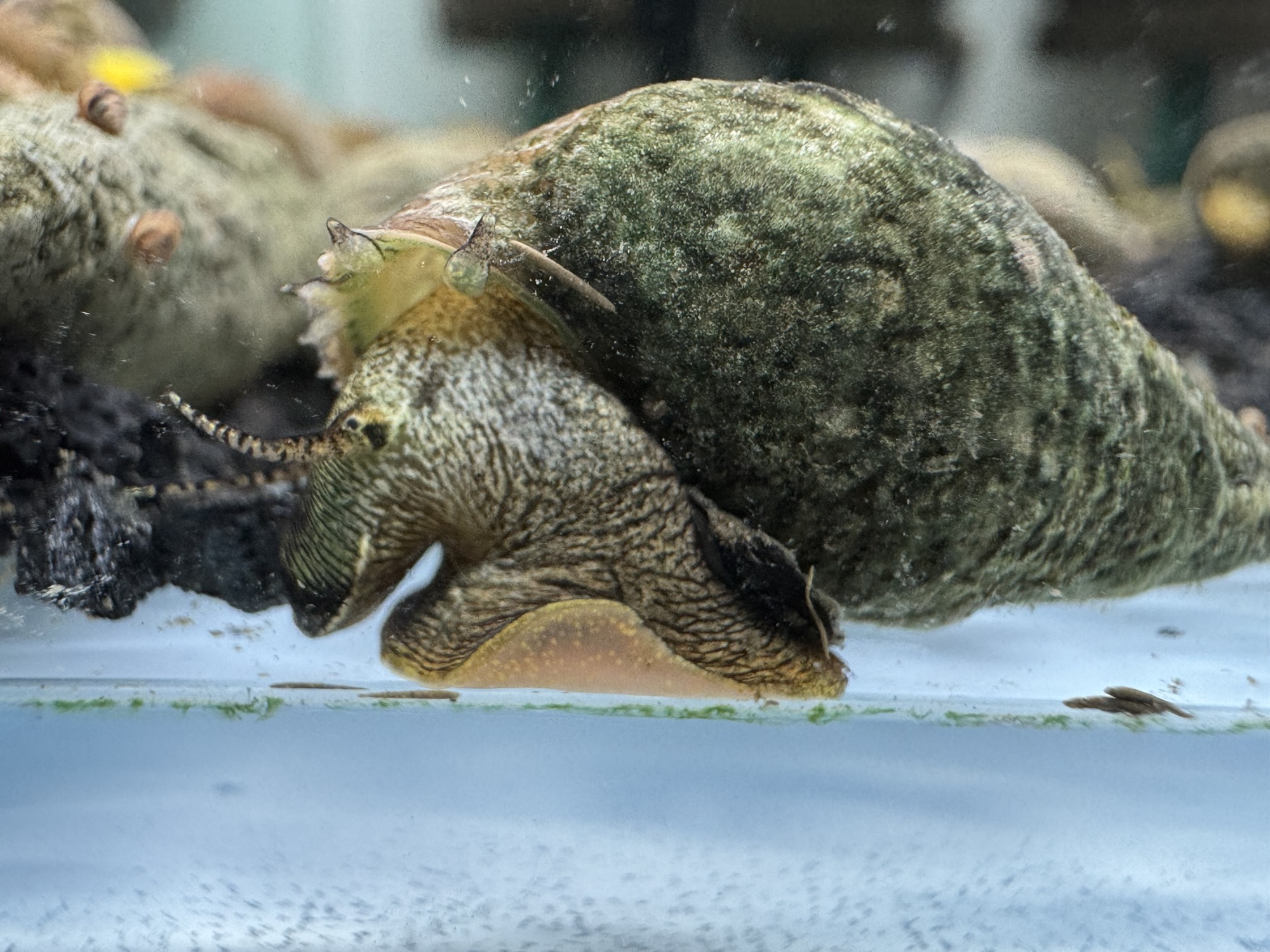 Ốc Sula Rigget – Rigget Sula Snail – Rigget Rabbit Snail