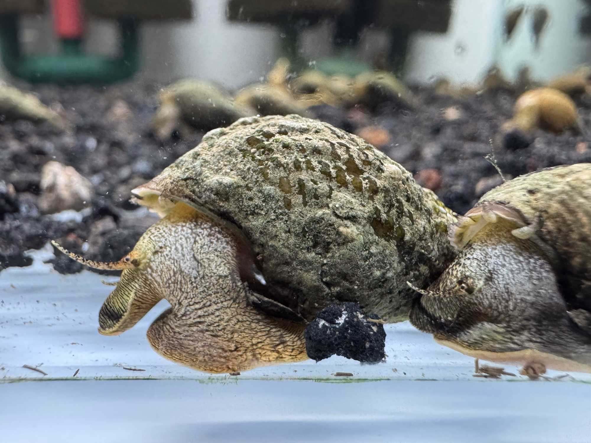 Ốc Sula Rigget – Rigget Sula Snail – Rigget Rabbit Snail - Ảnh 2