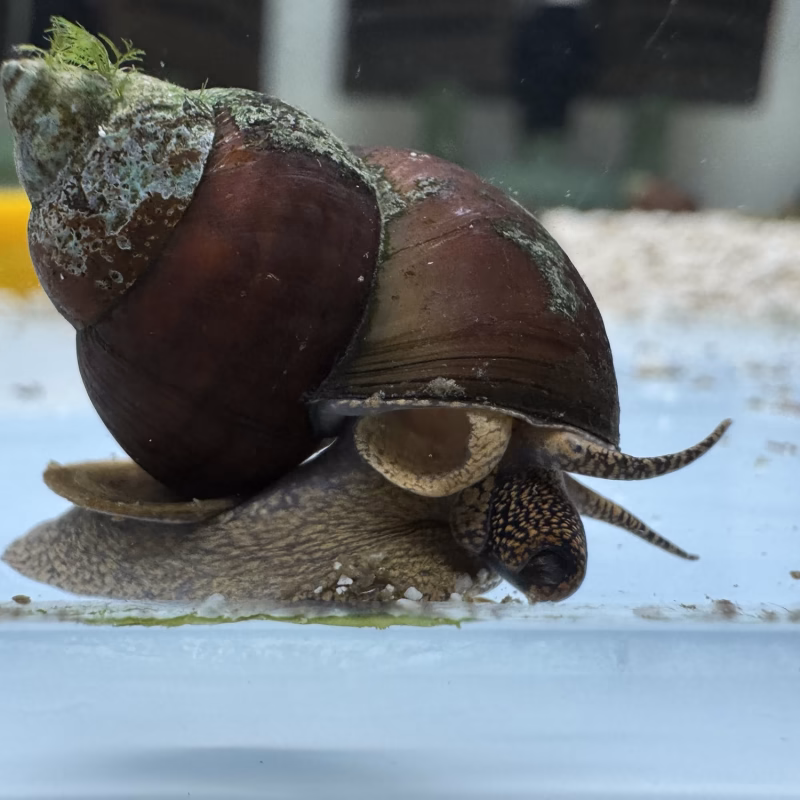 Ốc Sula Blue Berry – Blue Berry Sula Snail– Blue Berry Rabbit Snail