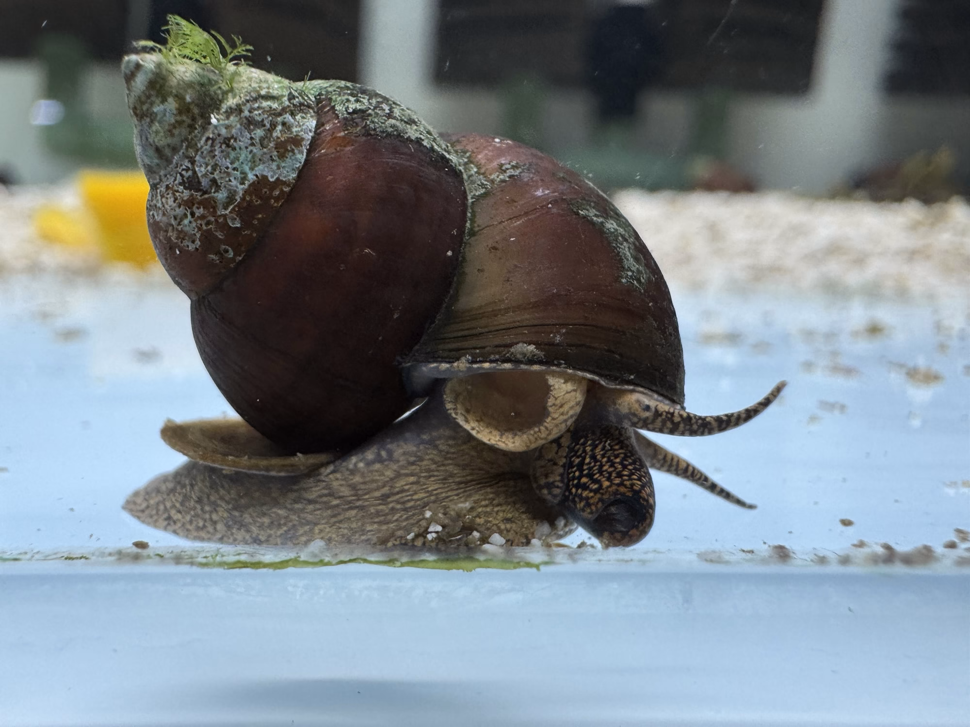 Ốc Sula Blue Berry – Blue Berry Sula Snail– Blue Berry Rabbit Snail