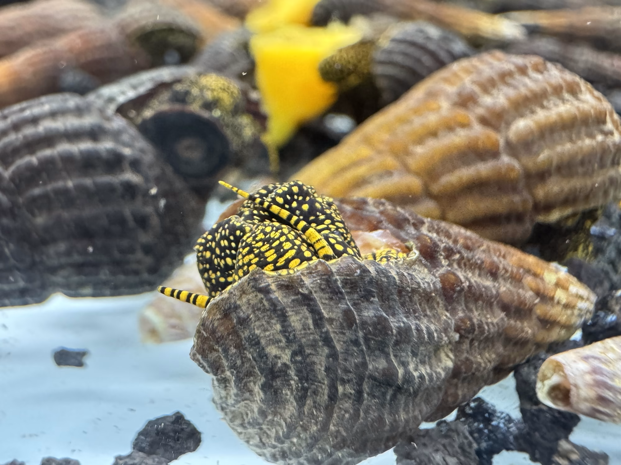 Ốc Sula Đốm Vàng – Golden Spot Sula Snail – Golden Spot Rabbit Snail - Ảnh 2