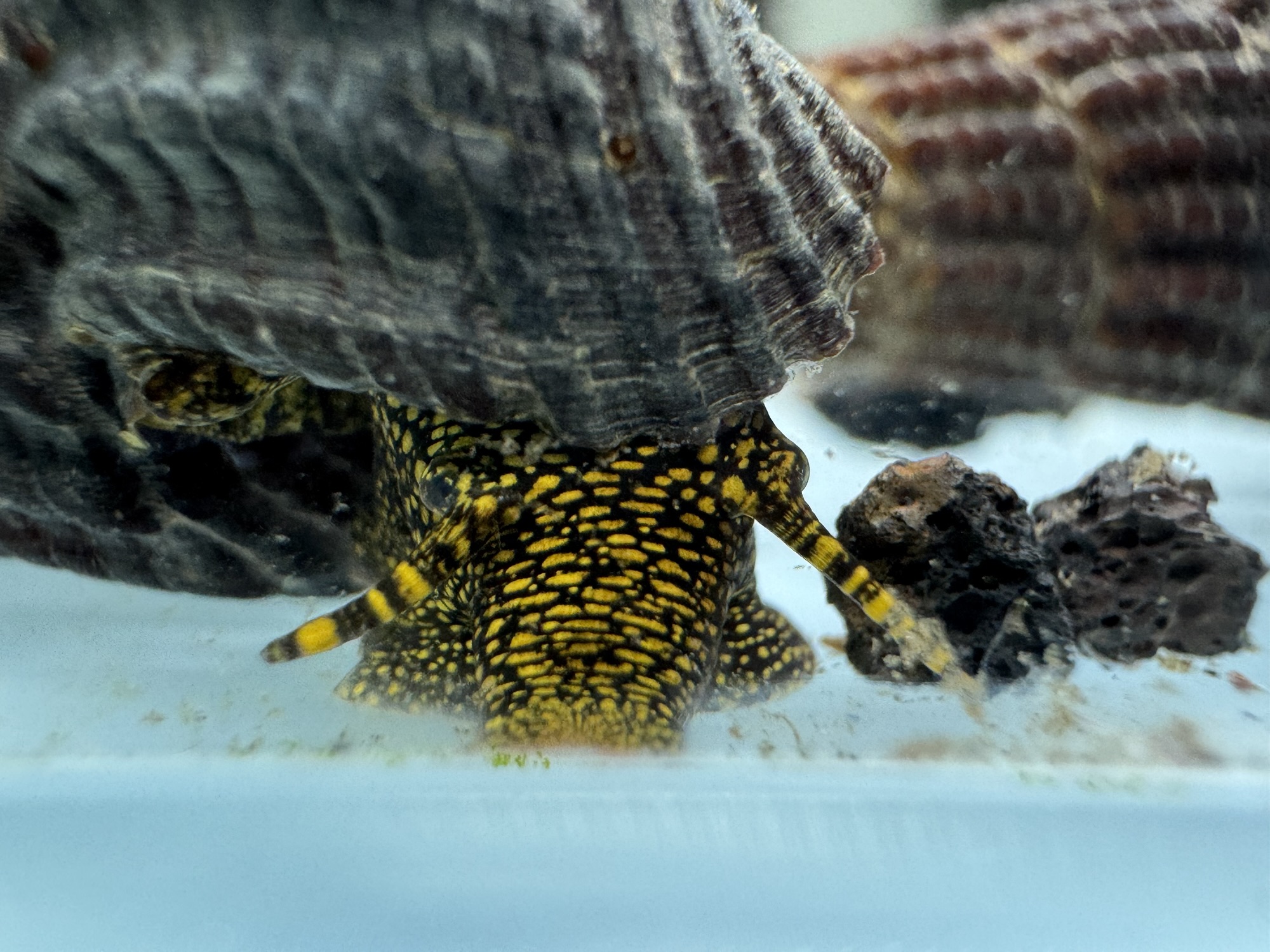 Ốc Sula Đốm Vàng – Golden Spot Sula Snail – Golden Spot Rabbit Snail