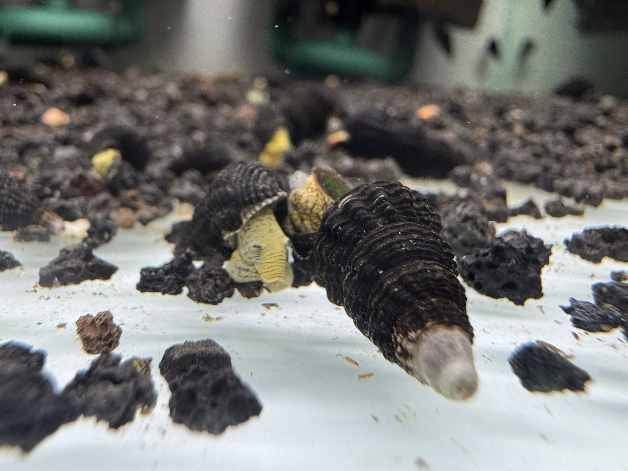 Ốc Sula Mini Tylo Poso – Mini Tylo Poso Sula Snail– Mini Tylo Poso Rabbit Snail - Ảnh 2