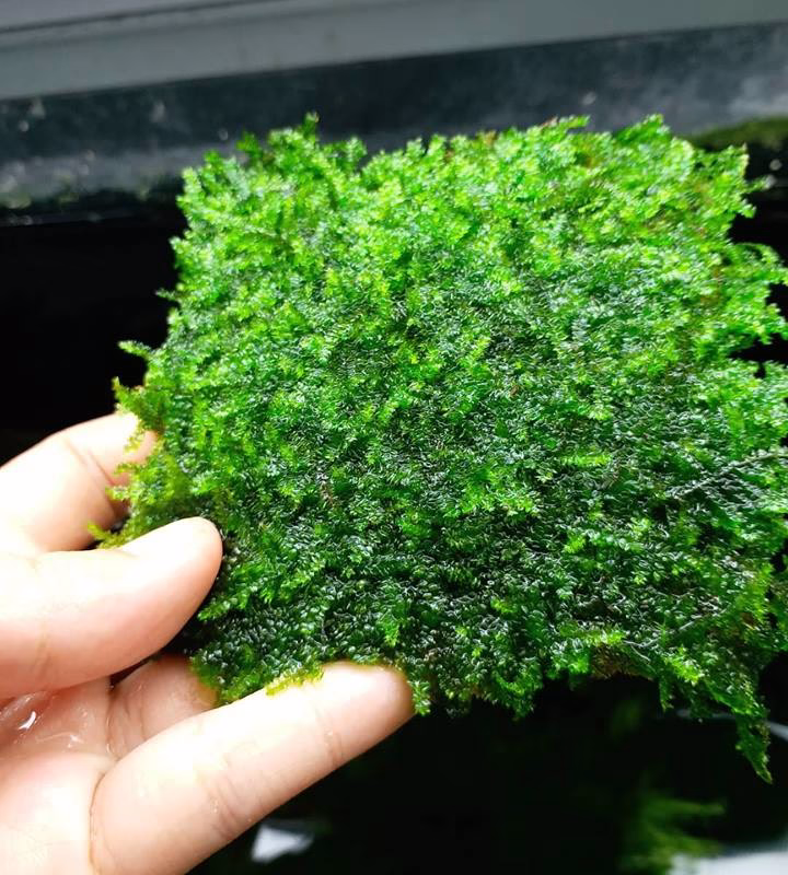 Rêu Weeping Sing - Làm đẹp hồ