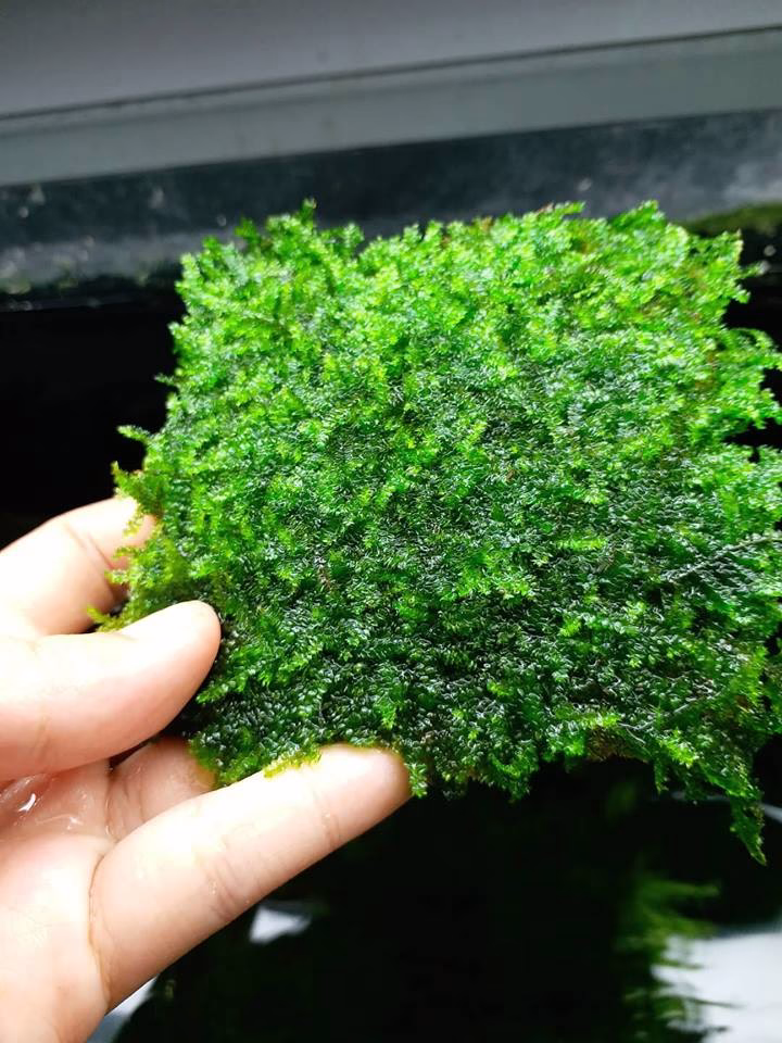 Rêu Weeping Sing - Làm đẹp hồ