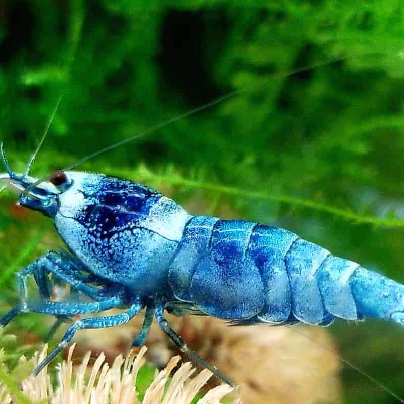 Tép lạnh Blue Bolt