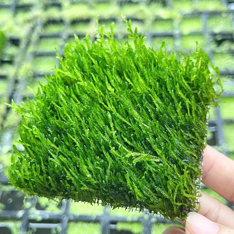 Rêu Flame - Làm đẹp hồ