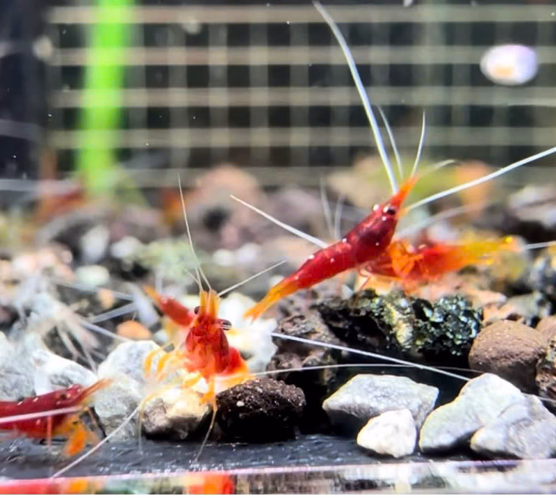 Yellow Nose – Sulawesi – Caridina Spinata