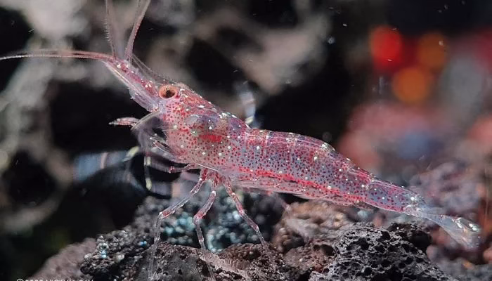 Pink Boxer – Sulawesi – Caridina Longidigita