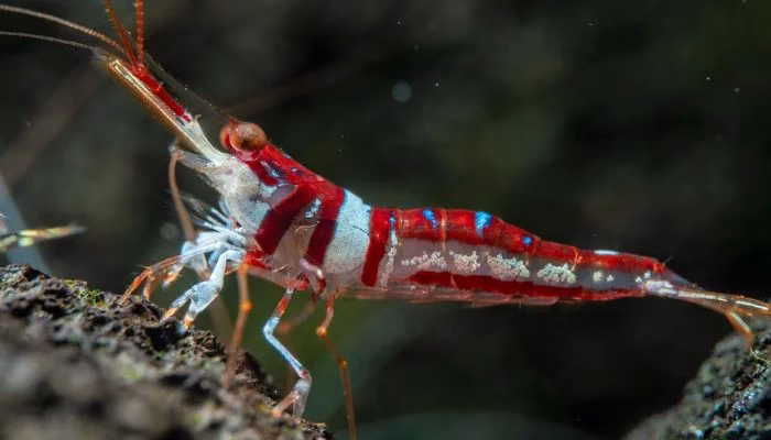 Harlequin – Sulawesi – Caridina Woltereckae – Khăn Quàng Cổ
