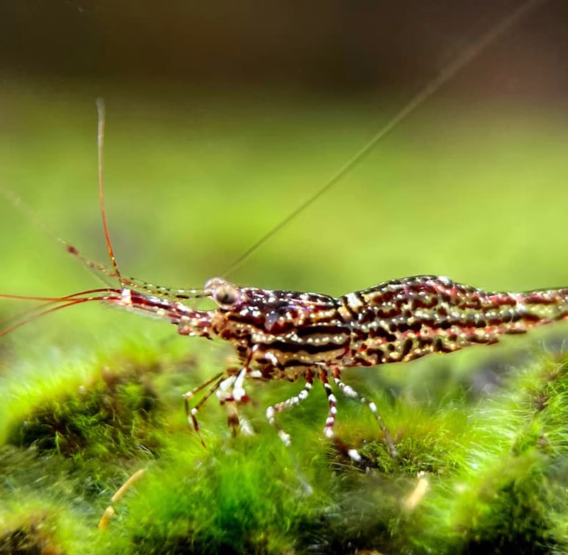 White Orchid – Sulawesi – Caridina Poso Klotz