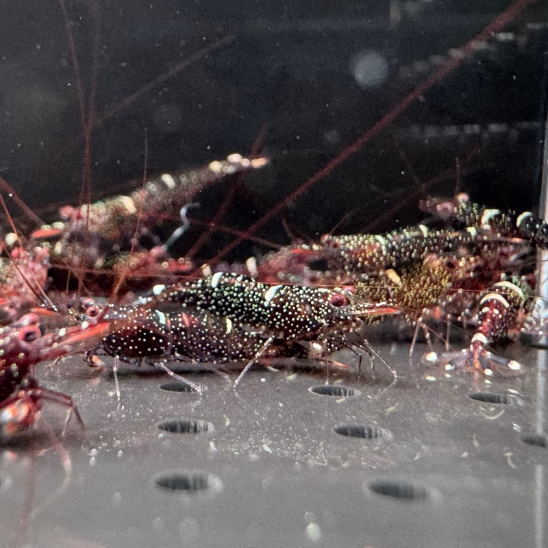 Mini Blue – Sulawesi – Caridina Loehae