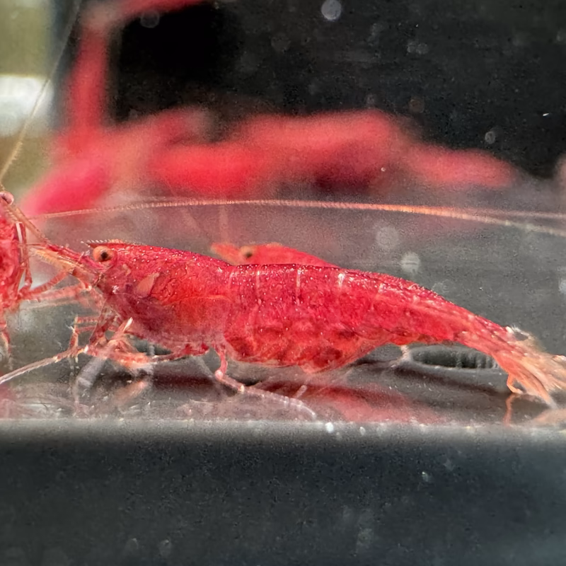 Extreme Tiny Red – Sulawesi – Sinh Sản