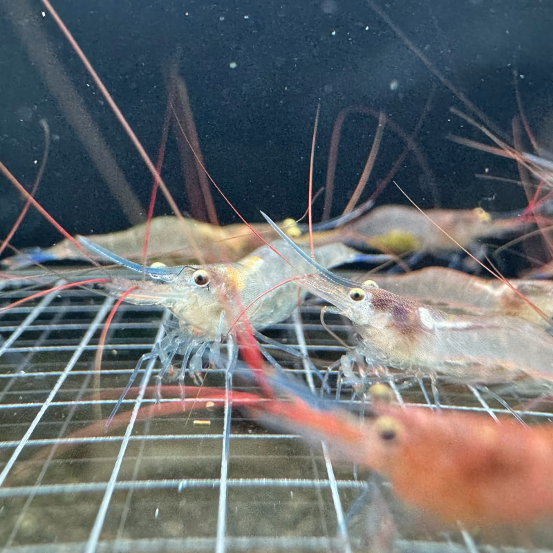 Blue Legs Poso – Sulawesi – Caridina Caerulea