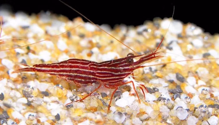 Red Line – Sulawesi – Caridina Striata