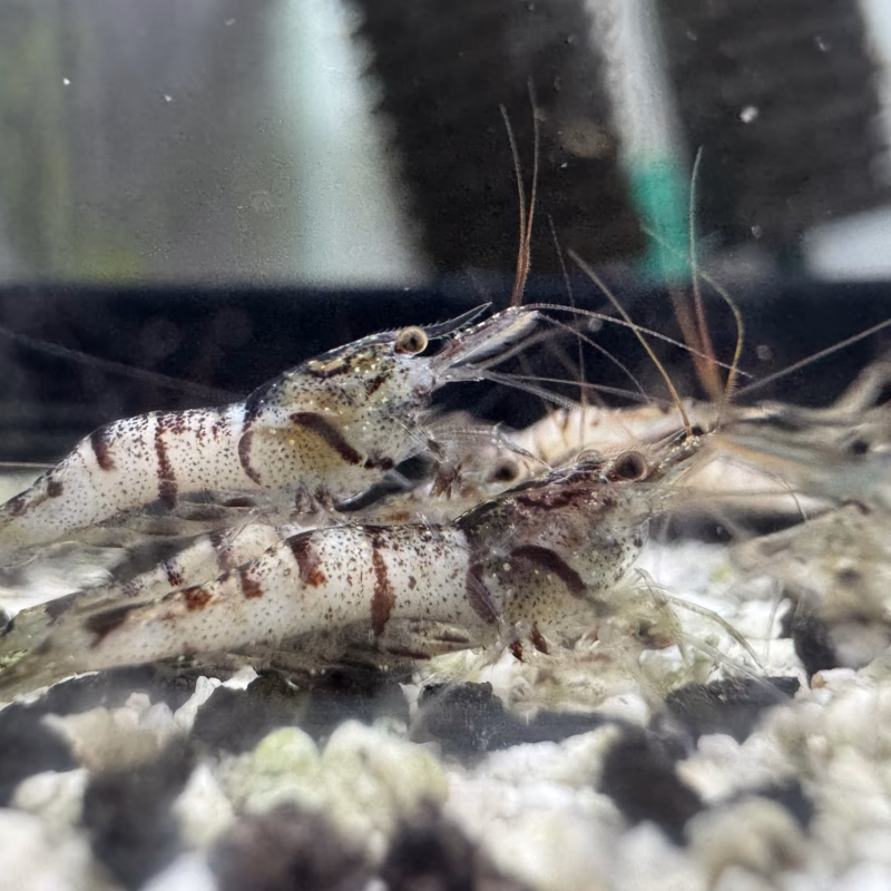 Snow White – Sulawesi – Caridina sp. – Snow Zebra