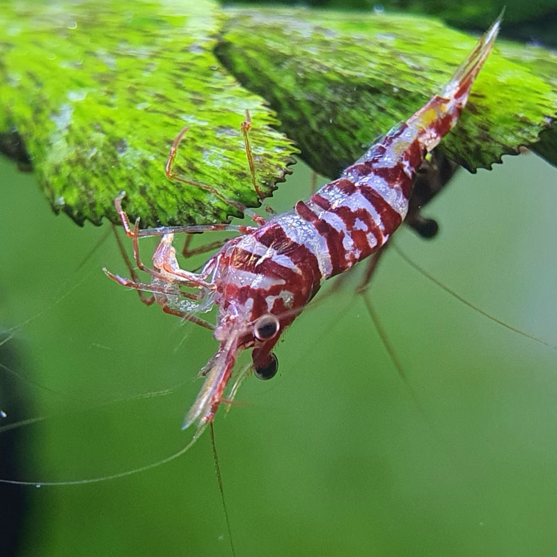 Tigris – Sulawesi – Caridina cf. - Tép Cảnh