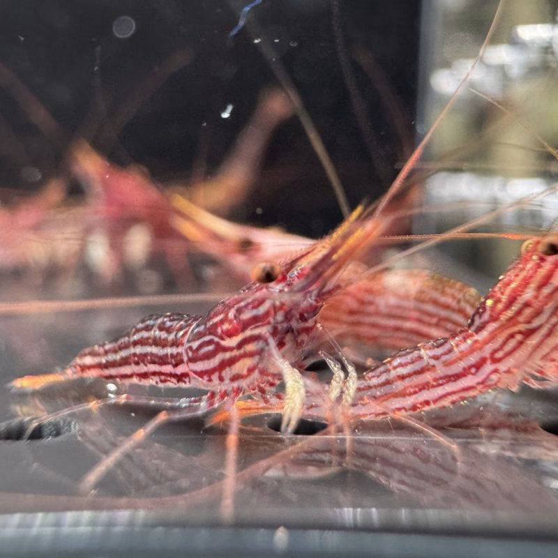 Red Line Blue Dot – Sulawesi – Caridina Striata