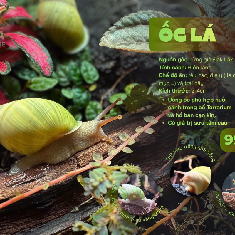 Ốc Sên Lá Việt Nam - "Linh Hồn Xanh” Cho Hồ Terrarium