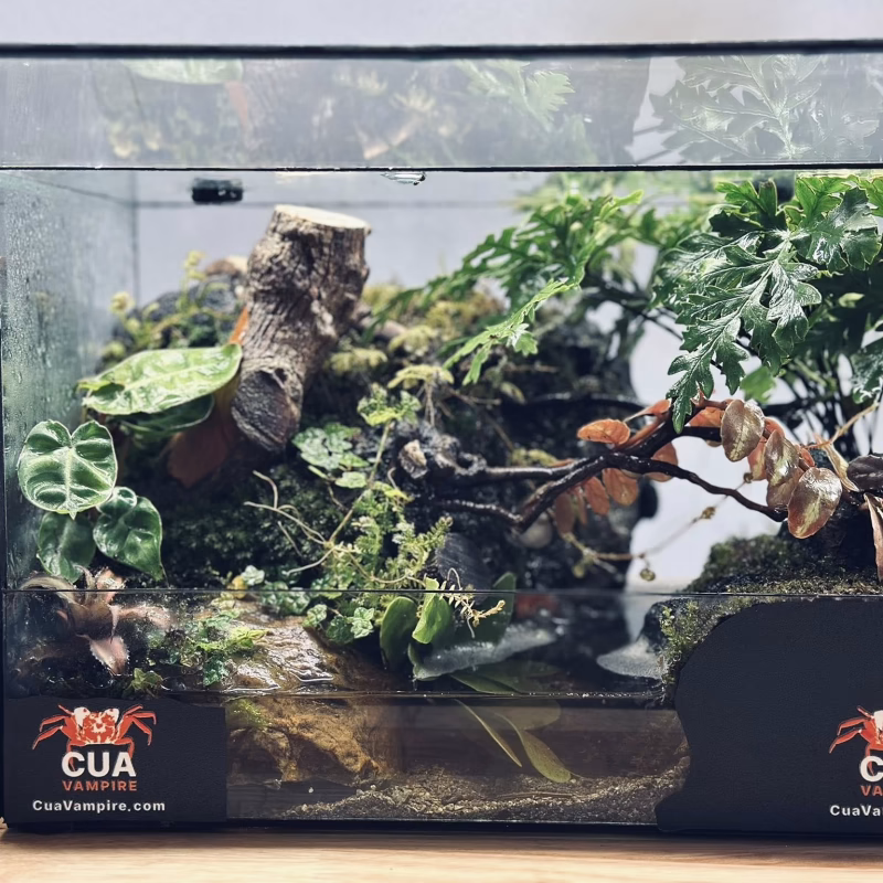 HỒ BÁN CẠN - Thiết kế 30x20x20 Khu Rừng Bí Ẩn